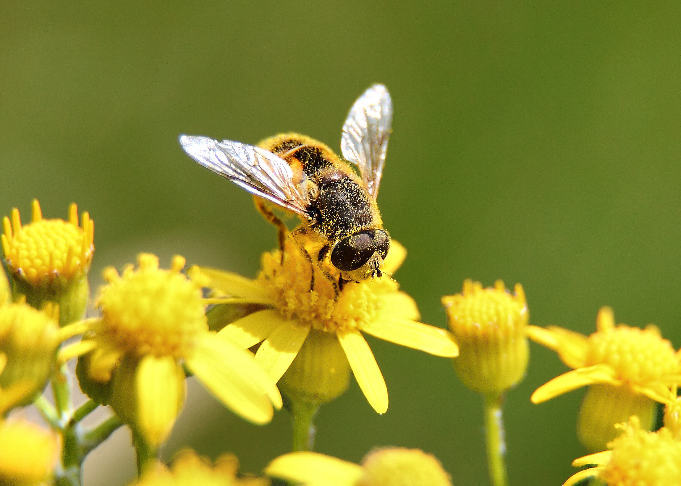does bee pollen help with allergies does bee pollen help with allergies