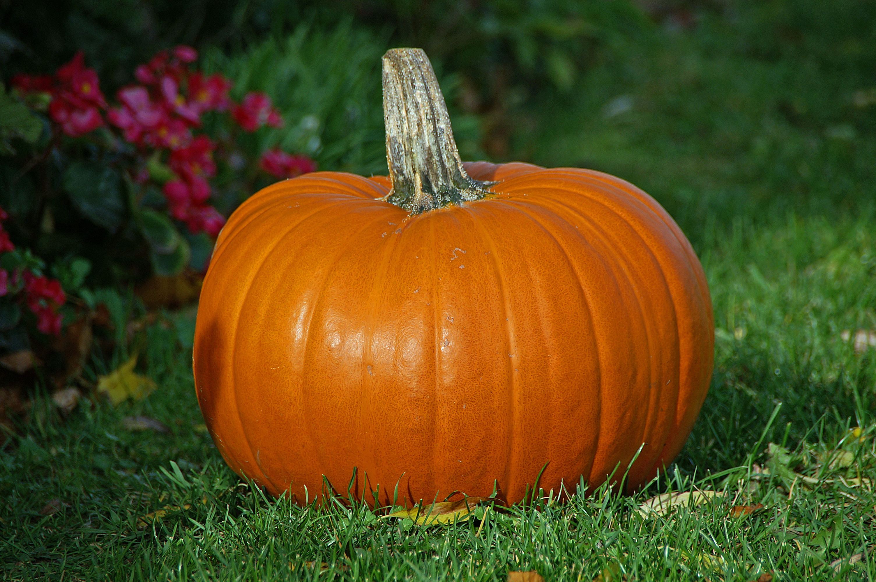 How to tell if a Pumpkin is Ripe | Old Fashioned Families