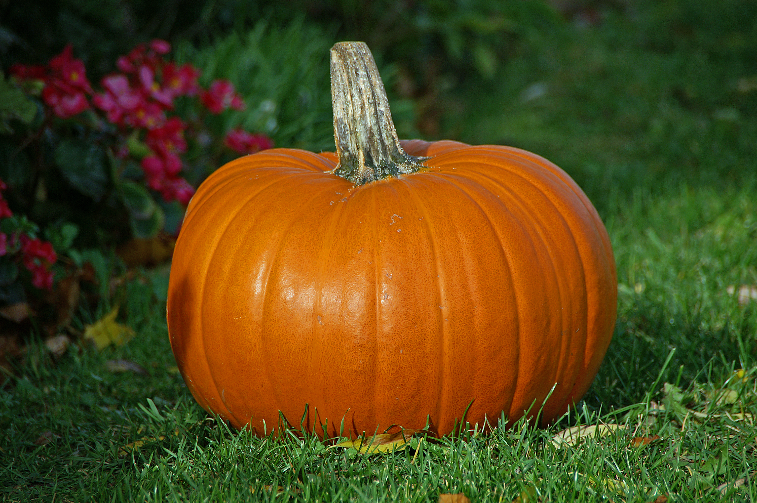 How To Tell If A Pumpkin Is Ripe Old Fashioned Families
