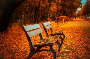 bench-forest-trees-path-large