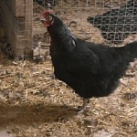 Why Chickens Quit Laying