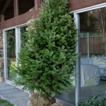 Caring For and Planting a Balled in Burlap Christmas Tree