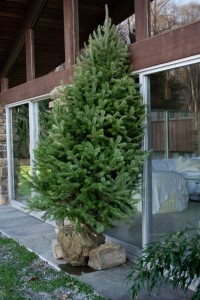 Caring For and Planting a Balled in Burlap Christmas Tree