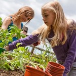 Planning your First Vegetable Garden