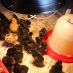 Taking Care of your New Baby Chicks