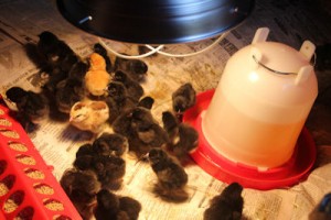 Taking Care of your New Baby Chicks