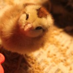 The New Chicks are Here!!!