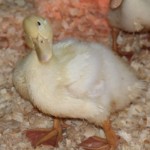 Happy Easter And Here are Few Recipes For You