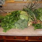 Should I Can or Freeze my Garden Harvest?