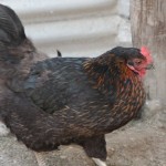 What to do for Chickens in Extreme Heat