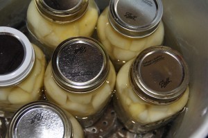 Step by Step Guide to Using a Pressure Canner For the First time Canning Potatoes