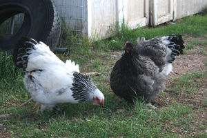 Plant Something for Your Chickens When Planting Your Garden