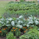Green Thumb Series – Part 1 Making Sure You Have Good Soil