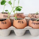 Biodegradable Seed Starting Containers