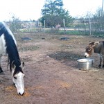 Homesteading Journal: The Simple Life Isn’t So Simple