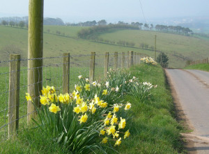 Roadside_Flowers_-_geograph.org.uk_-_400357