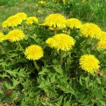 In Defense of Dandelions