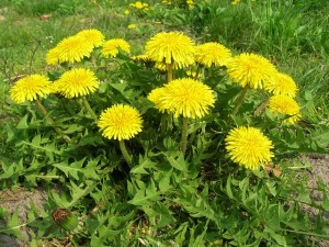 dandelion-493303_640