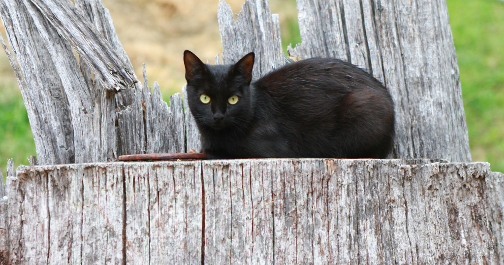 Black_barn_cat_-_Public_Domain
