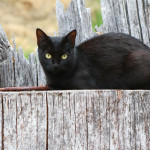 Every Barn Should Have a Cat