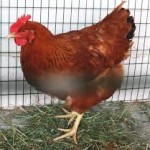 Protect Your Chickens from Bird Flu