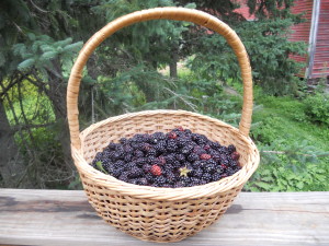 Basket_of_wild_blackberries