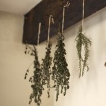 Tips for Drying and Preserving Herbs