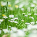 5 Natural Ways to Kill Weeds