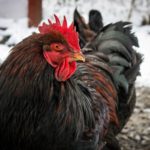How to Prepare Your Chickens For Winter