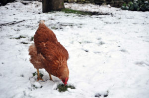 hen-chicken-winter