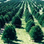 Tips for Extending the Life of a Live Christmas Tree