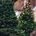 7 Ways to Recycle or Reuse a Live Christmas Tree