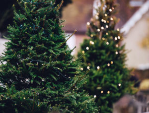 7 Ways to Recycle or Reuse a Live Christmas Tree
