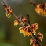 10 Natural Uses for Witch Hazel