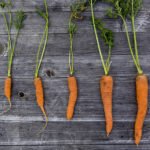 6 Easiest Veggies for Beginners to Grow