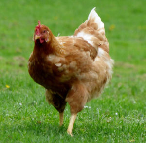 10 Most Common Questions about Chickens