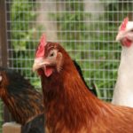 10 Reasons You Should Keep Backyard Chickens
