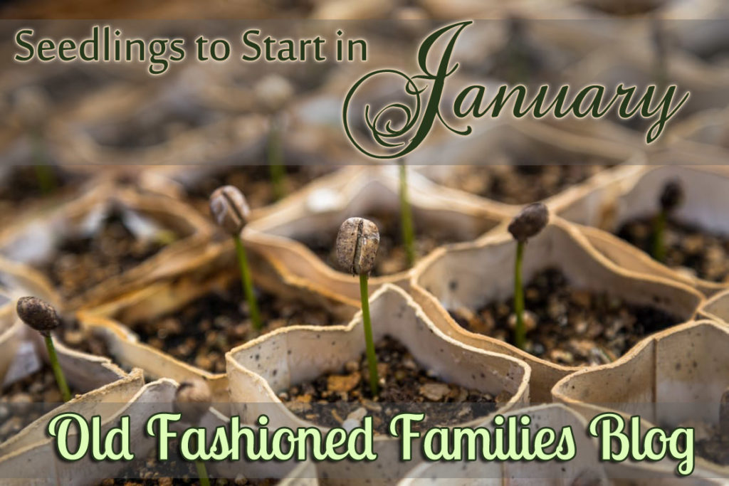 seedlings-january